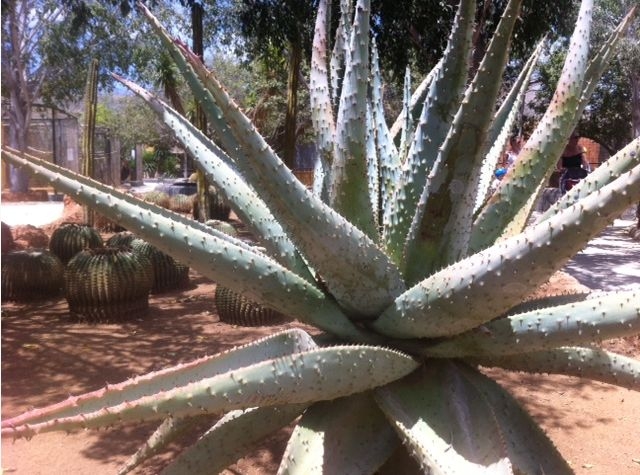 estrella de cactus